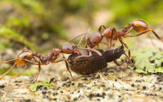 Как «разговаривают» муравьи?
