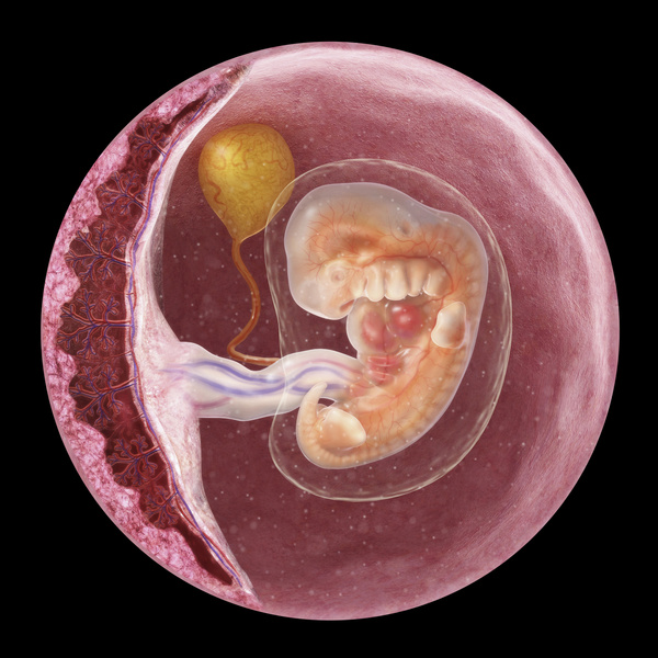 Как выглядит эмбрион в 7 недель беременности фото