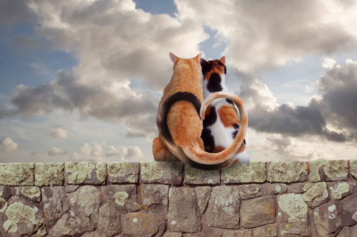 Кошки на каменной стене