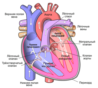 Почему биение сердца состоит из парных ударов?