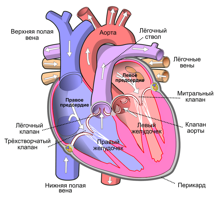 Почему биение сердца состоит из парных ударов?