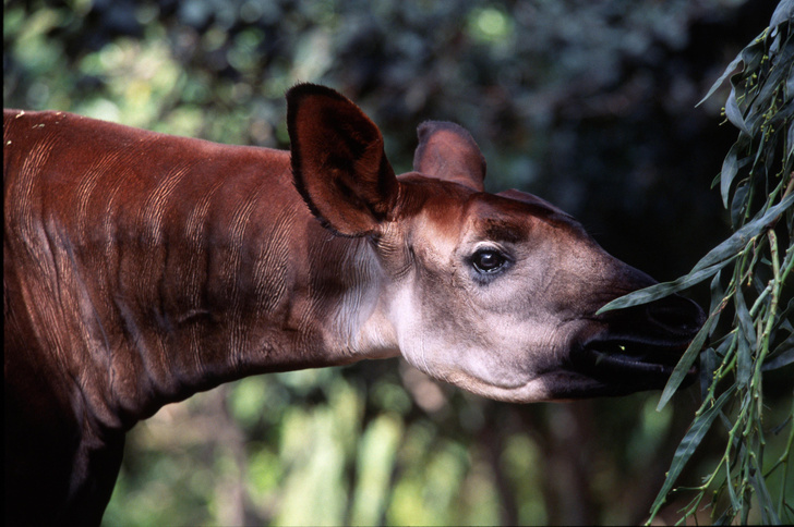Смесь жирафа с антилопой: как окапи обходится без длинной шеи