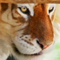 Аватарка Marusya