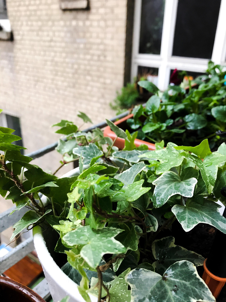 Лучшие вьющиеся растения для балкона