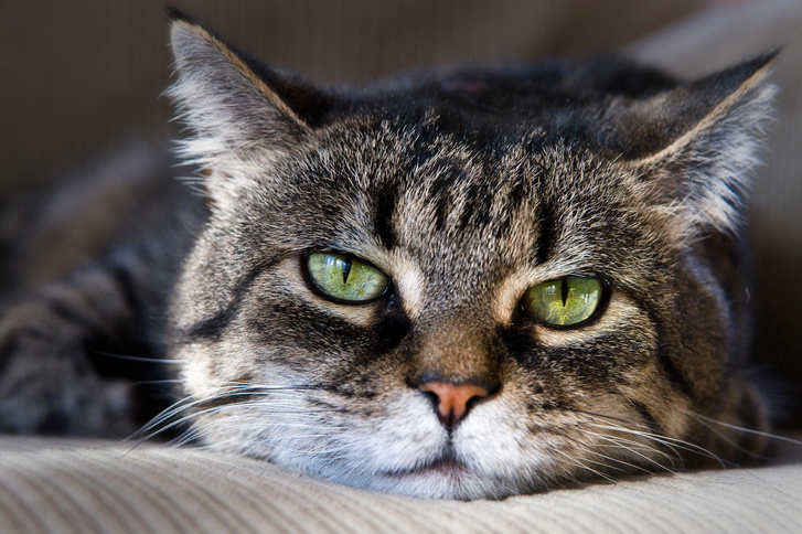 Почему кошки откликаются на «кис-кис»?