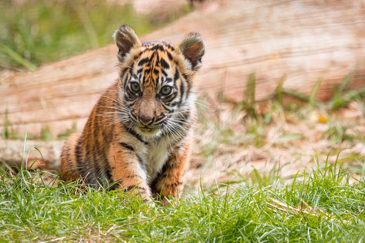 В Лондонском зоопарке дали имена детенышам суматранского тигра