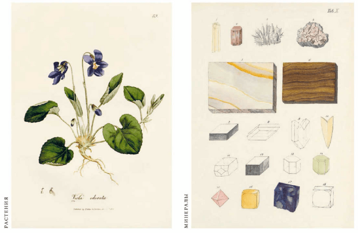 Животные, растения и минералы: гид по всем оттенкам фиолетового, которые можно встретить в природе