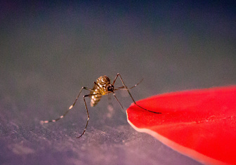 Биологи обнаружили «стоп-цвета» для комаров