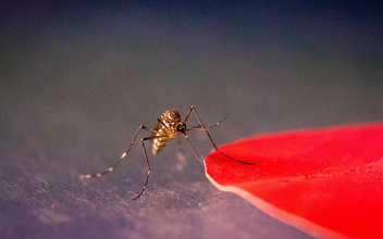Биологи обнаружили «стоп-цвета» для комаров