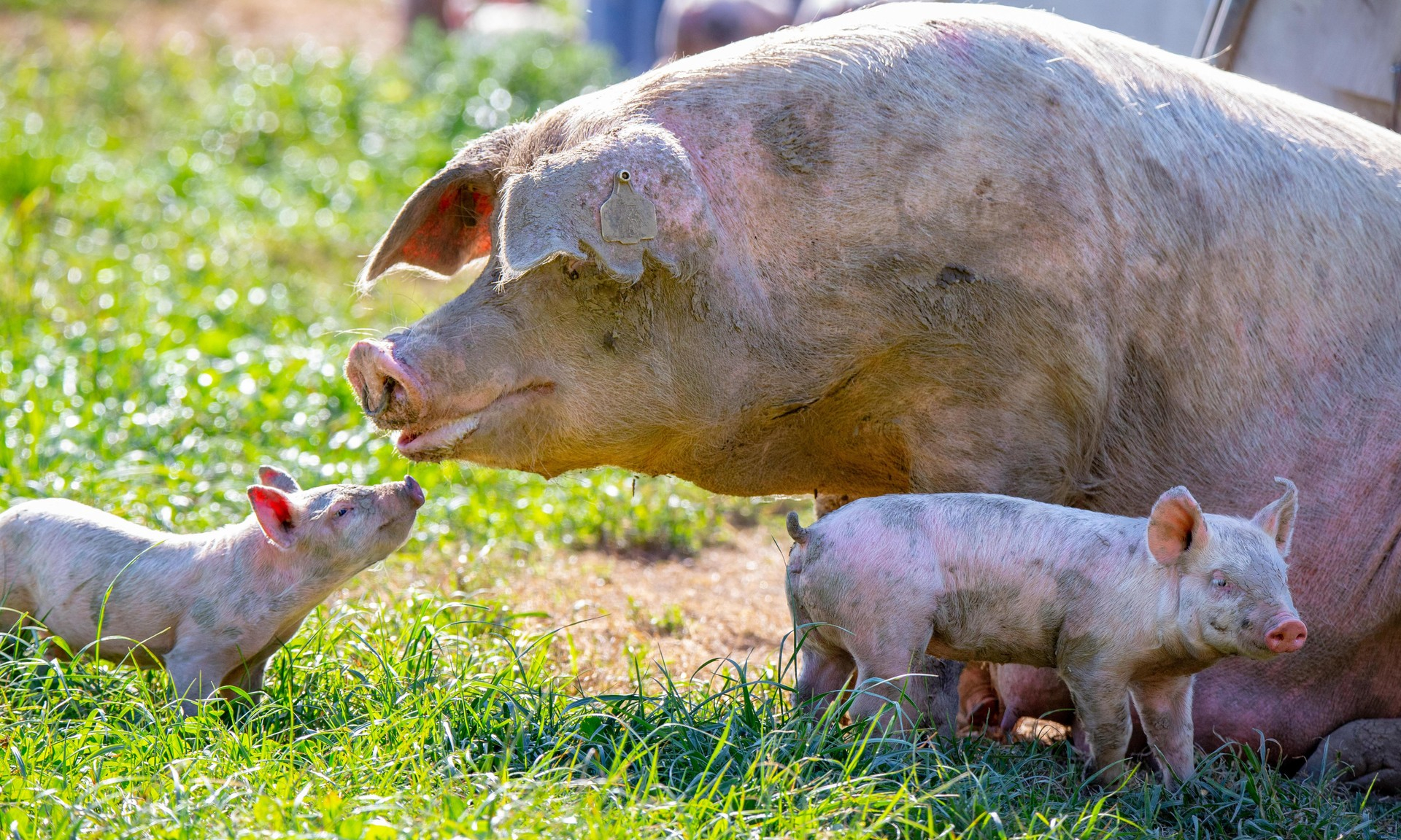 Визг от страха и довольное ворчание: ученые расшифровали язык свиней