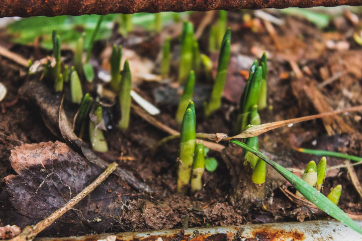 Бесплатное удобрение и не только: 4 причины использовать опавшие листья в вашем саду