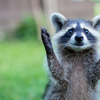 Аватарка Dragvos