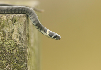 Добрый змей с желтыми пятнами: как живет обыкновенный уж