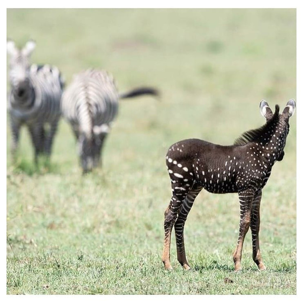 «В горошек»: в Кении родилась зебра с необычным окрасом