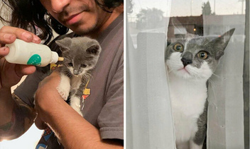 Дом меняет все: 35 фото котиков до и после усыновления, которые доведут вас до слез