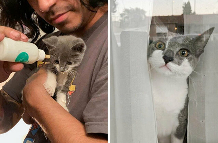 Дом меняет все: 35 фото котиков до и после усыновления, которые доведут вас до слез