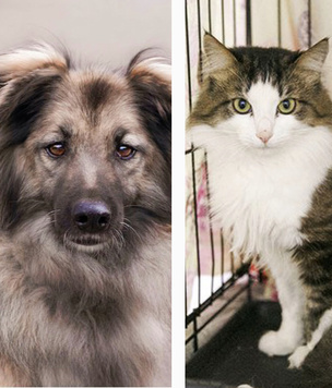 Котопёс недели: возьми из приюта кота Николашу или собаку Санту