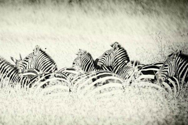 Африканские зебры в работе Ольги Мичи
