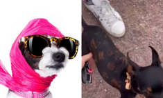 Только от жизни собачьей: москвичи украсили своего питомца монограммой Louis Vuitton