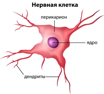 Фото №2 - Как восстанавливаются нервные клетки?