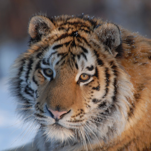 Замуррчательный февраль: месяц больших кошек на National Geographic Wild