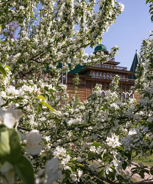 7 интересных фактов о знаменитых яблоневых садах в Коломенском