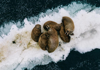 Ученые пересчитали моржей в Русской Арктике