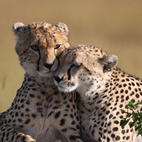 Аватарка Nusya