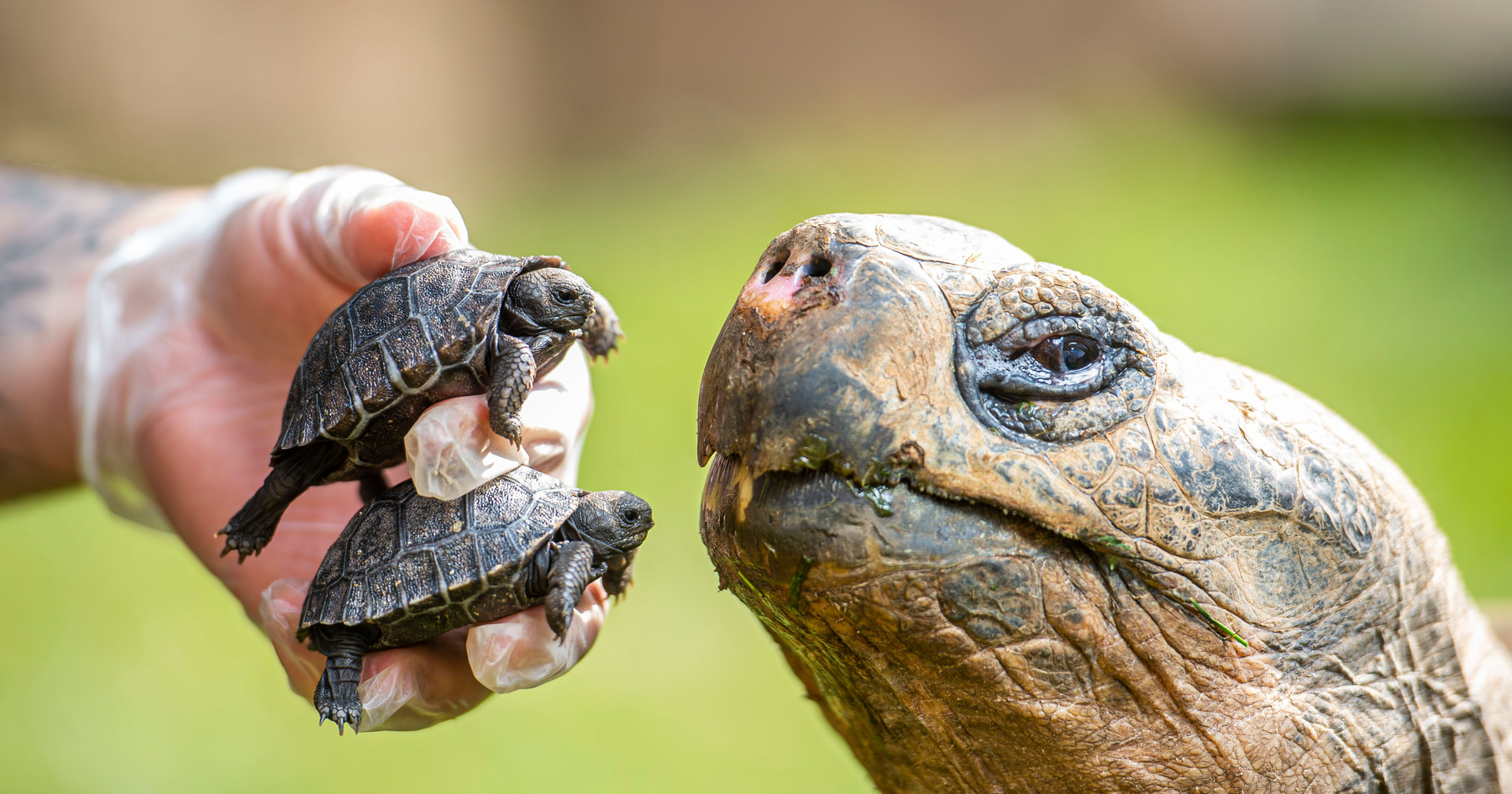 Сколько живут черепахи? | Вокруг Света