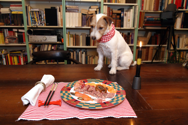 Что будет, если накормить питомца едой с новогоднего стола? 5 жутких примеров от ветеринара