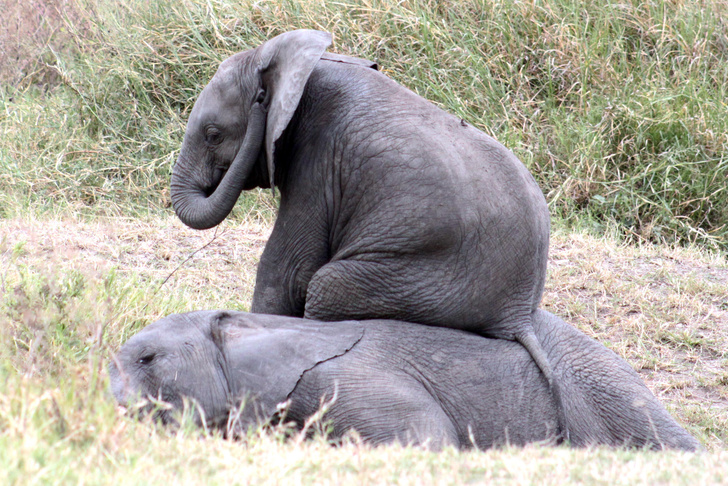 Умеют ли слоны сидеть?