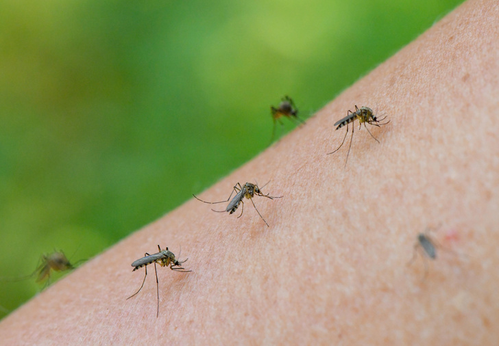 Жужжащие в темноте: 7 фактов о комарах, которые вас удивят