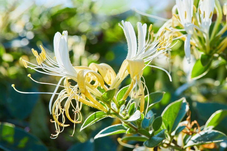 Японская жимолость (Lonicera japonica). | Источник: Legion Media