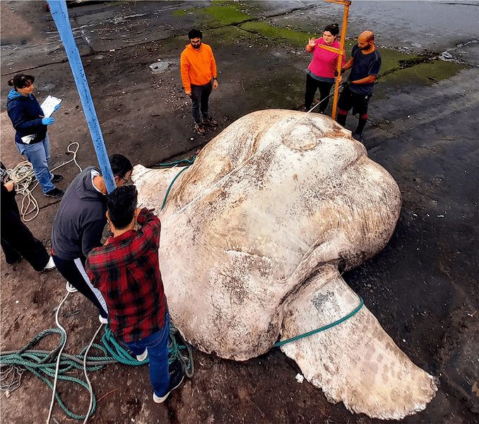 Морской «Хаммер» весом 3 тонны: посмотрите на самую крупную костную рыбу в мире