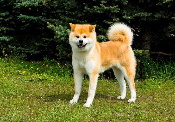 Преданный до гроба: как верность одной собаки прославила породу акита-ину, превратив ее в один из символов Японии