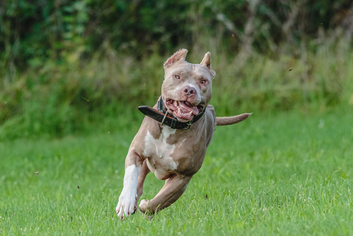 Друзья, но с зубами: 10 самых опасных собак, с которыми нужно держать ухо востро