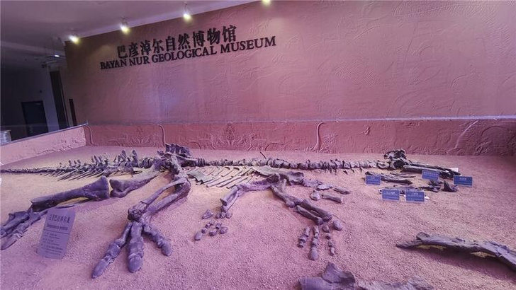 Родина динозавров: в Китае обнаружили игуанодона, жившего 125 миллионов лет назад