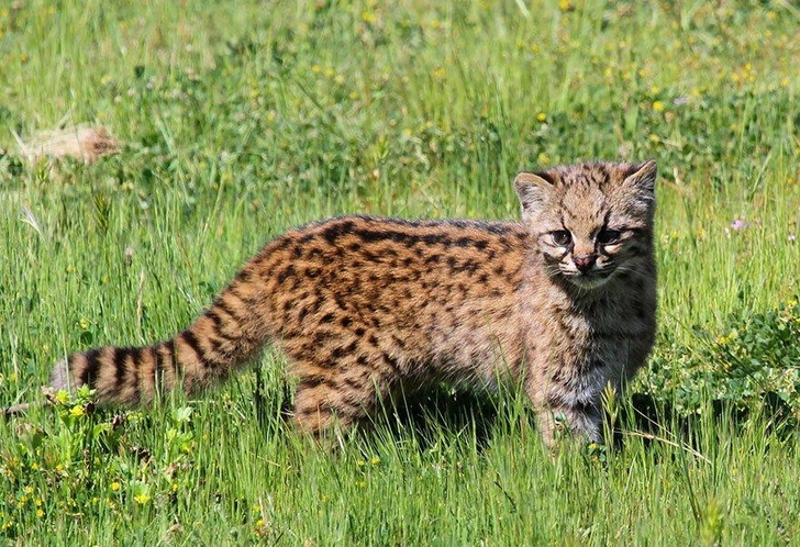 Кошки, которые выглядят милыми, а на самом деле опасные и кровожадные