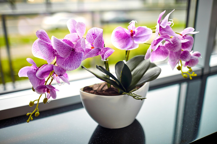 орхидеи, необычные факты
