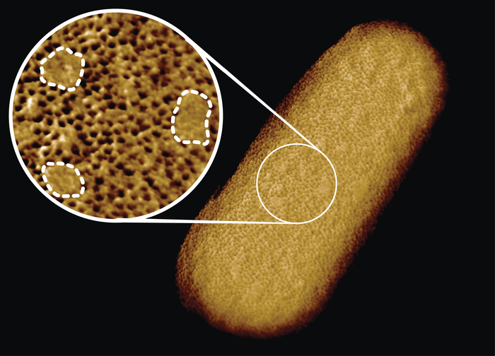 Получены самые четкие изображения бактерии