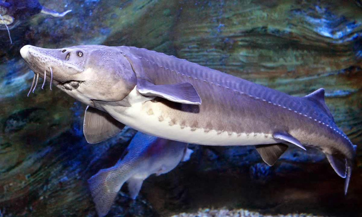 Дитя Амура: где живет и как выглядит одна из самых больших пресноводных рыб на Земле