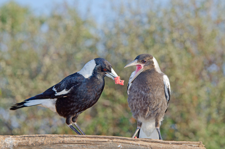 В — взаимовыручка: в Австралии птицы помогли друг другу снять GPS-трекеры