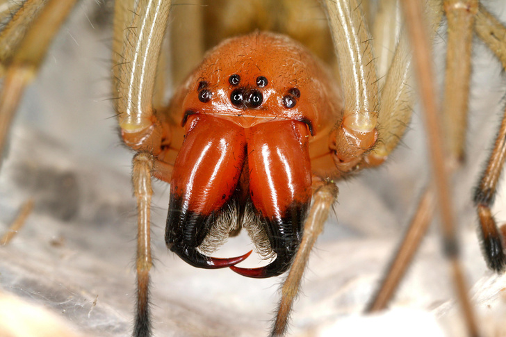 К ним не подходи: 10 самых опасных пауков в мире