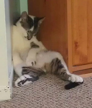 Кошки, коты и котята, уснувшие в смешных позах (много-премного фото)