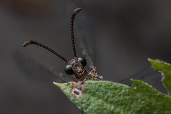 Как выглядит и где обитает самый беспощадный охотник на муравьев