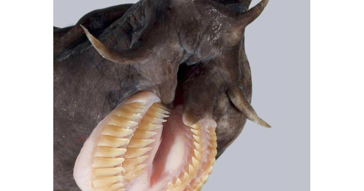 Hagfish Ronbon