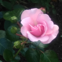 Аватарка Мария