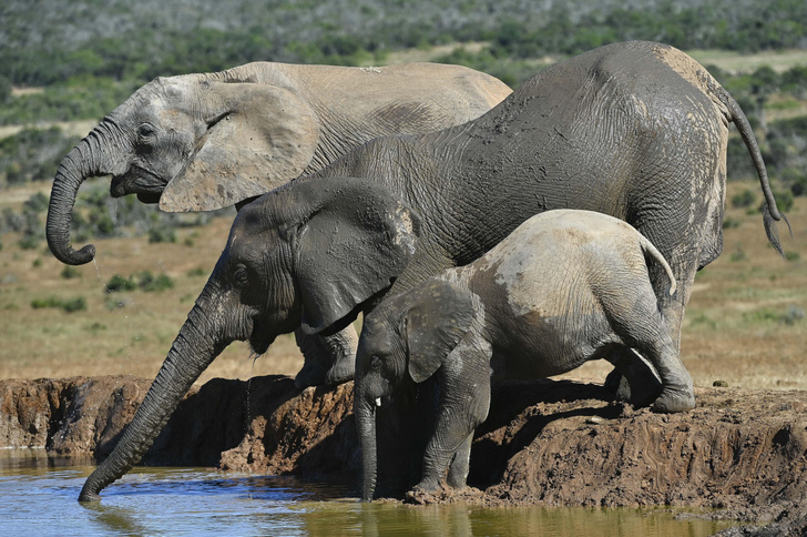 Африканские слоны охлаждаются при помощи грязи