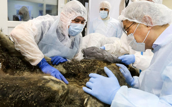 Вскрытие покажет: в Якутске исследовали тушу медведицы, которая 3500 лет пролежала в вечной мерзлоте