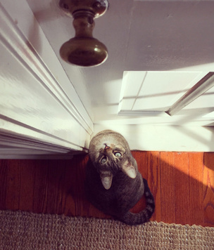 Почему твой кот ненавидит закрытые двери?